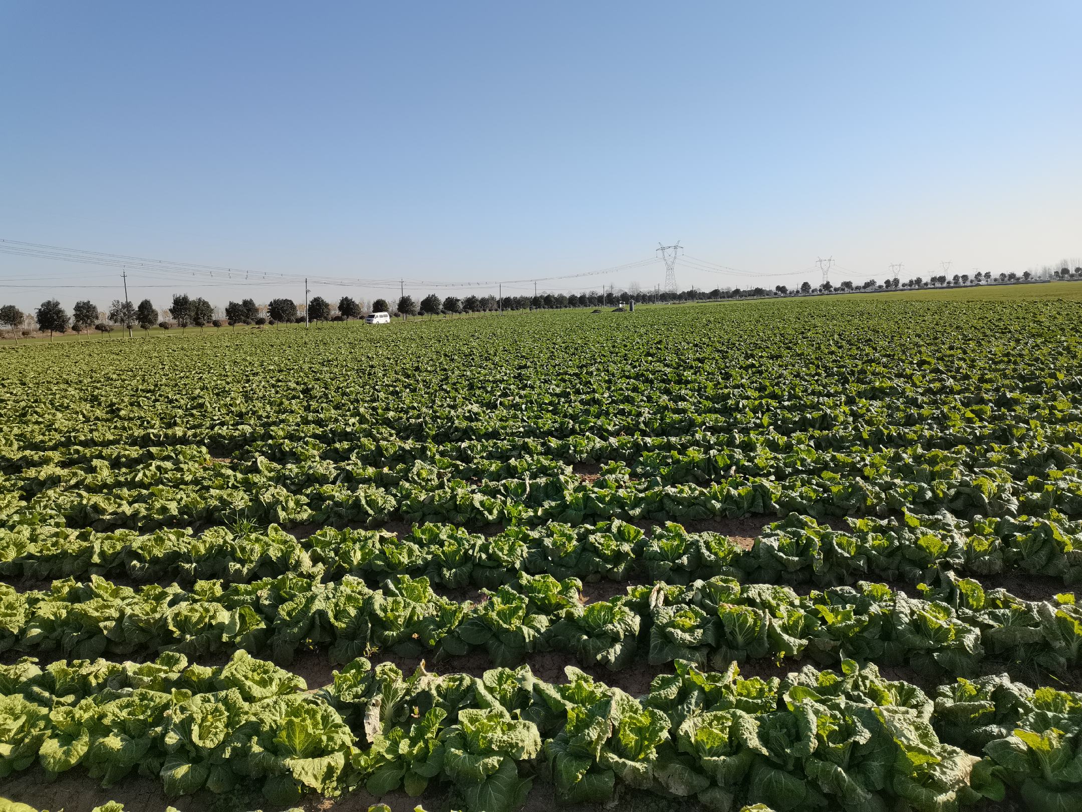 甘肃榆中高原蔬菜基地清晨采收场景:身着蓝色工装的农户弯腰收割娃娃菜,手中植株包球紧实、外叶翠绿带霜感,地面湿润松软,背景为浅灰蓝色远山与薄雾,田垄规整,可见滴灌带铺设痕迹,左下角特写一株完整娃娃菜,展示其小巧匀称形态与鲜嫩质感 高原娃娃菜田间采收实景