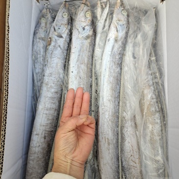 干冰带鱼!没有冰新货净17斤!大中小都有!量大从优!