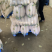 【萝卜】精品白萝卜产地直销供应全国坏单包赔