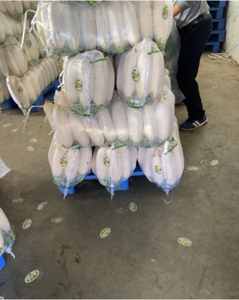 【萝卜】精品白萝卜产地直销供应全国坏单包赔