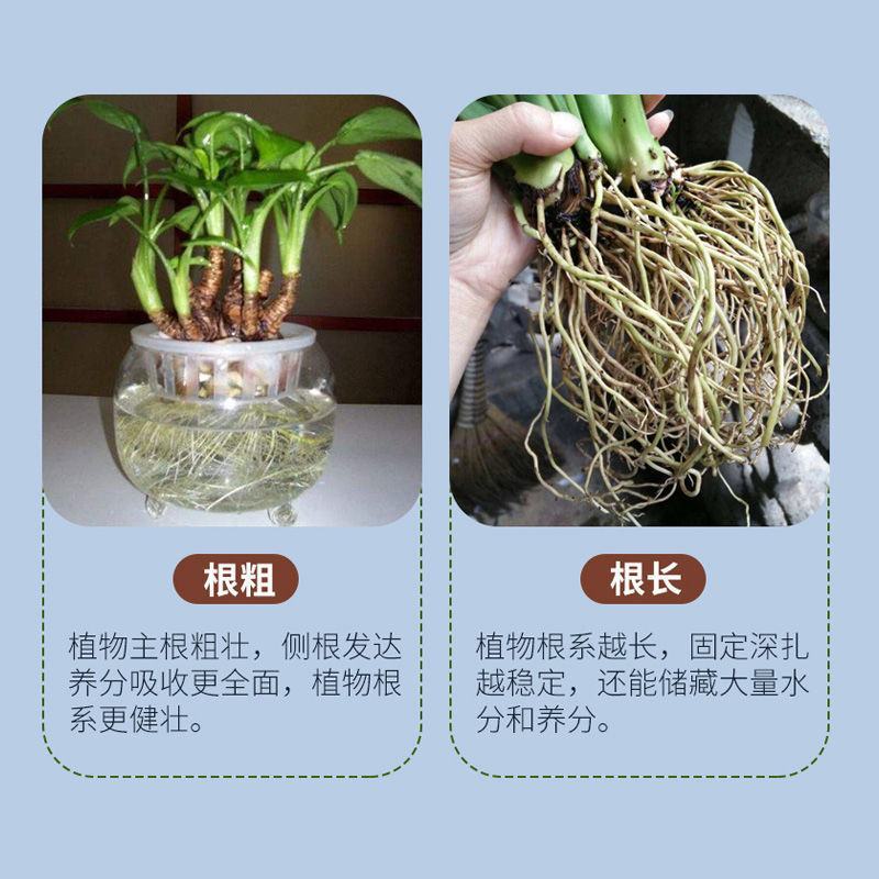 5%吲哚丁酸·萘乙酸花卉多肉扦插移栽生根液提高成活率生长