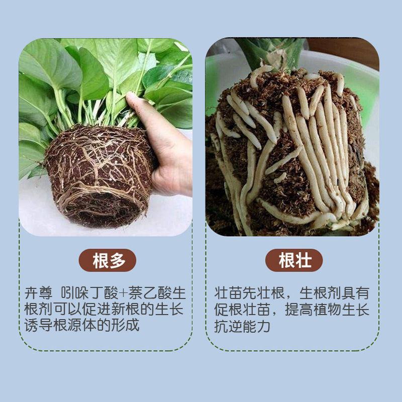 5%吲哚丁酸·萘乙酸花卉多肉扦插移栽生根液提高成活率生长