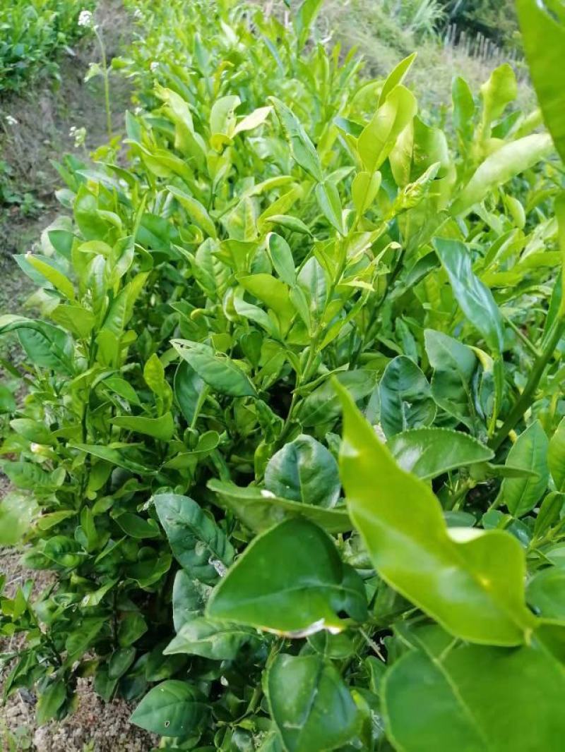 广西玉林柚子苗，酸柚苗，直生苗（大小规格都有）