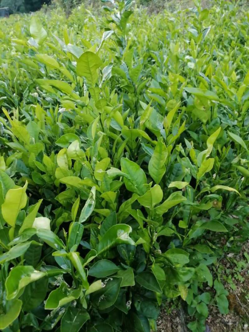 广西玉林柚子苗，酸柚苗，直生苗（大小规格都有）