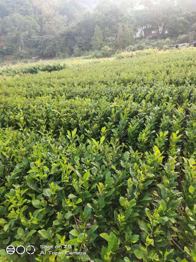 广西玉林柚子苗，酸柚苗，直生苗（大小规格都有）