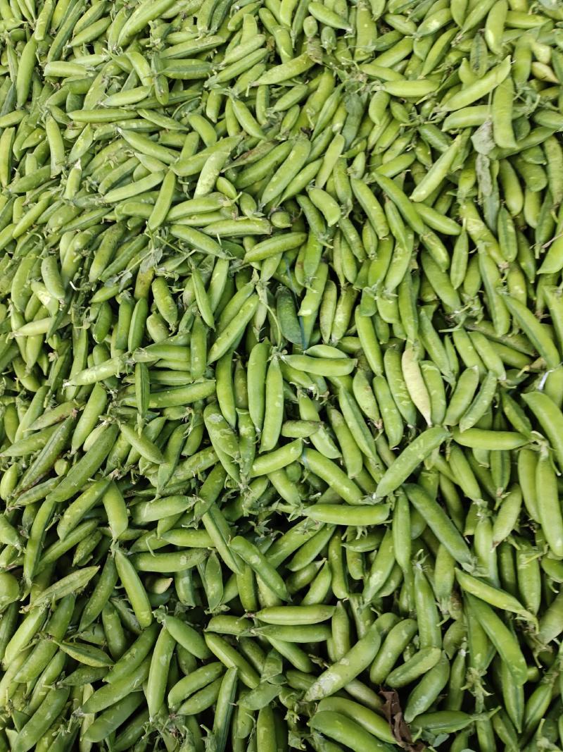 长寿仁豌豆云南大理。好货，中货。剥米豆。……………
