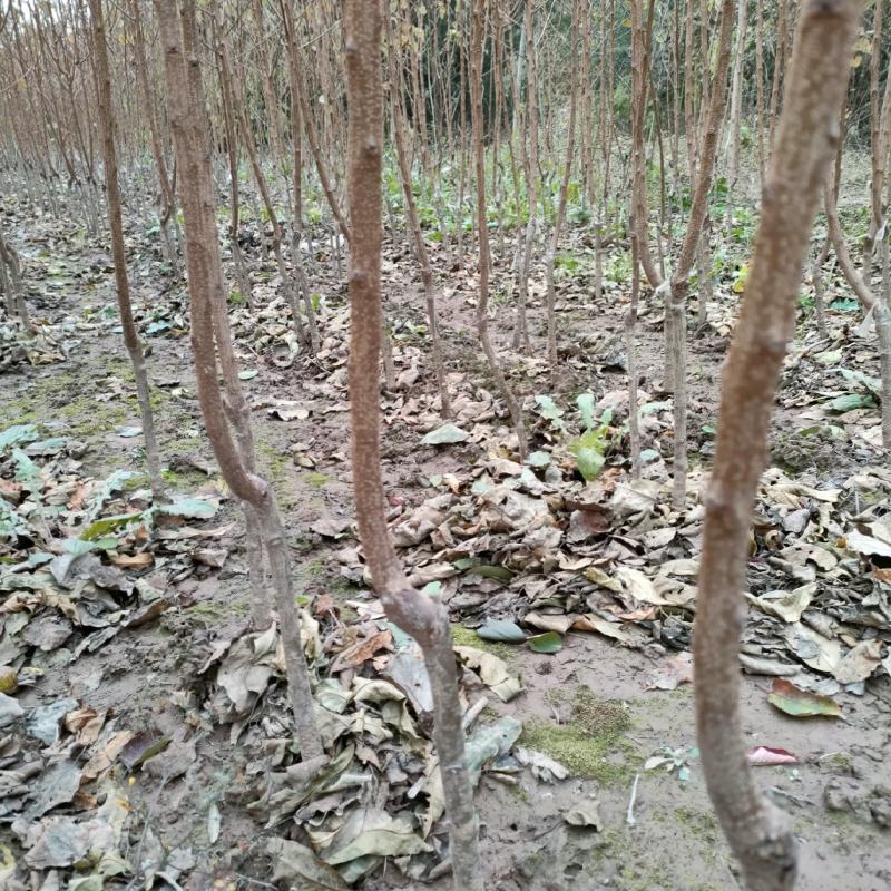 鑫源苗木基地供丰园红，凯特，金一太阳等杏树。规格齐全。