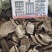 黑血滕～1公斤起售～量大从优