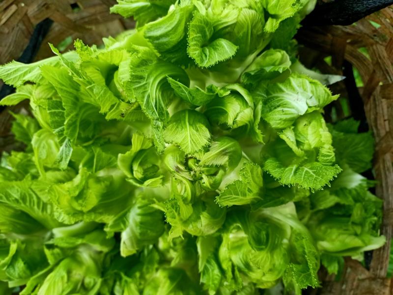 儿菜崇州儿菜清秀晾仔大蕊小蕊产地货源