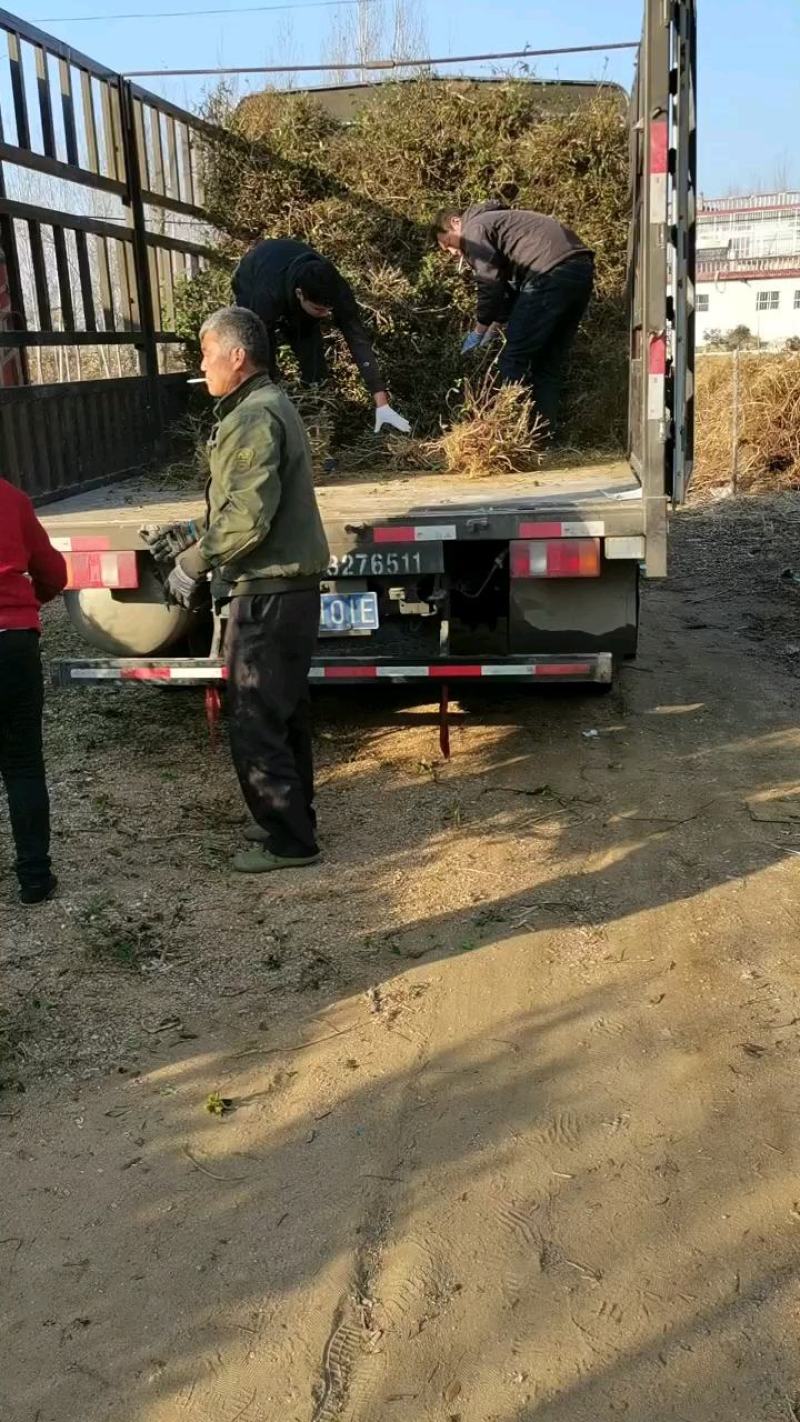 金银花苗，新品种，十到十五天不开花。全国包邮，包技术指导