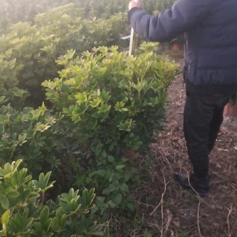 鸭脚木大量工程鸭脚木
