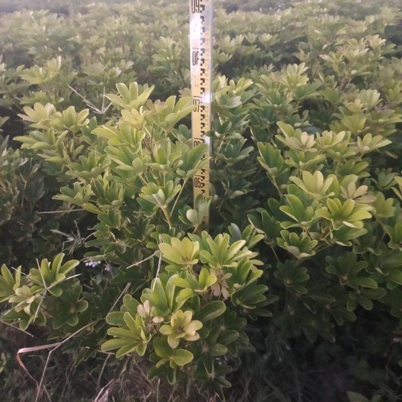 鸭脚木大量工程鸭脚木