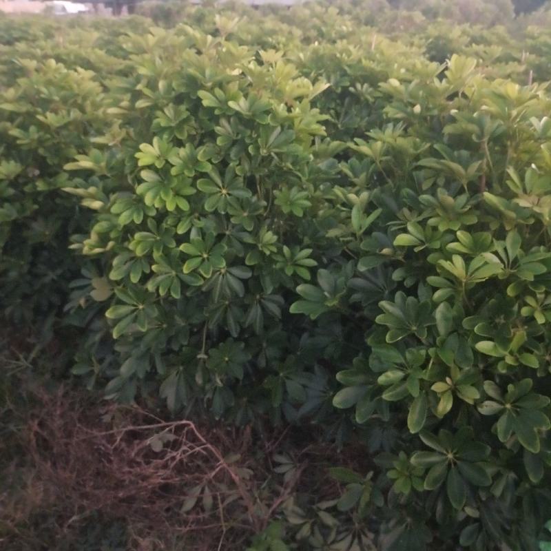 鸭脚木大量工程鸭脚木