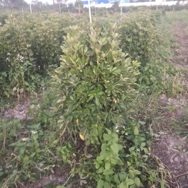 鸭脚木大量工程鸭脚木