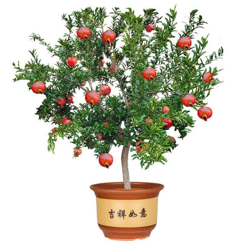 无籽石榴树树苗突尼斯庭院阳台南北方种植盆栽地栽特大石榴果