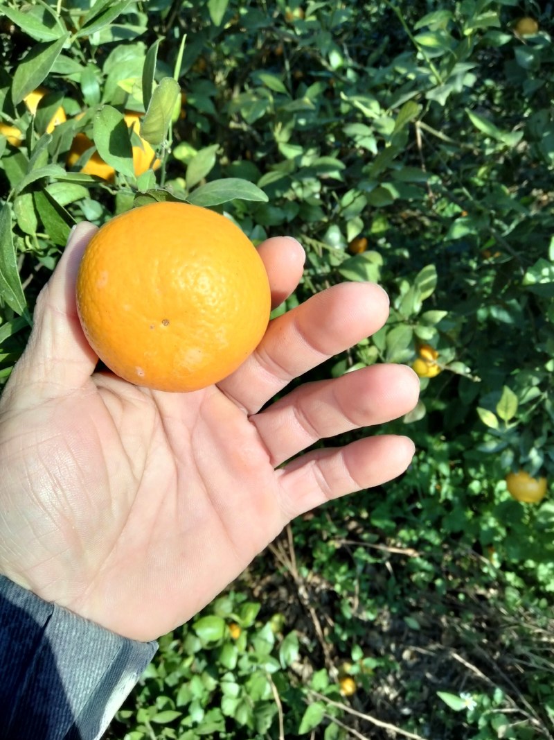 皇帝柑