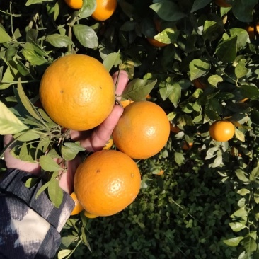 皇帝柑