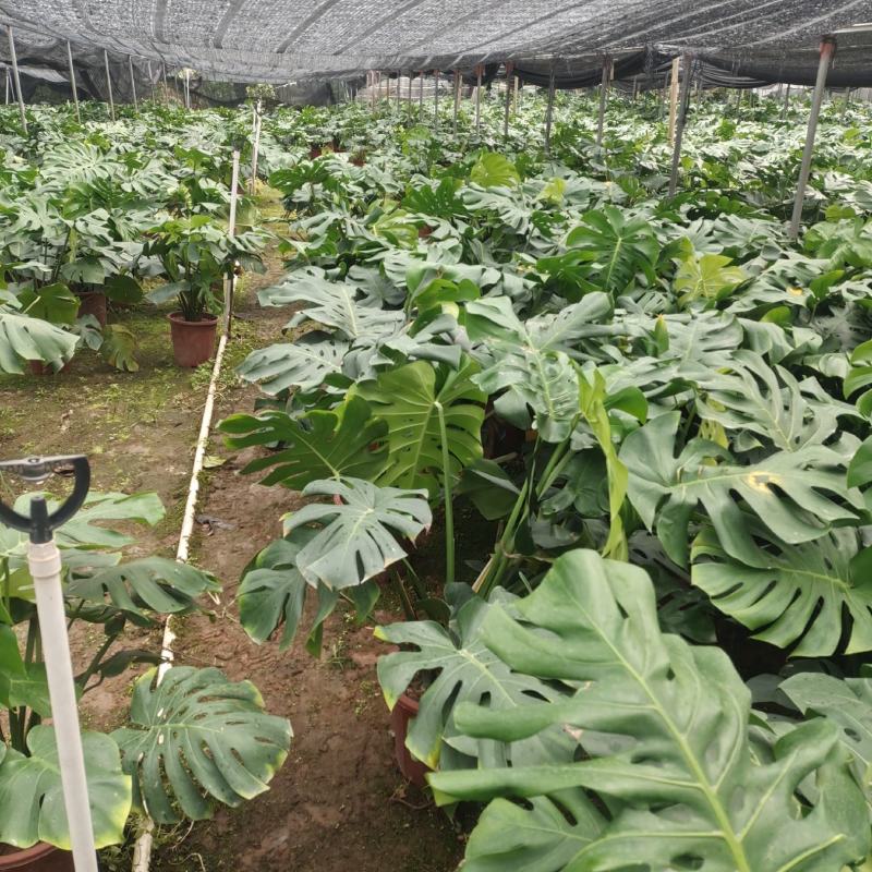 产地广东龟背竹，基地直发