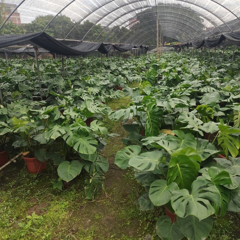 产地广东龟背竹，基地直发
