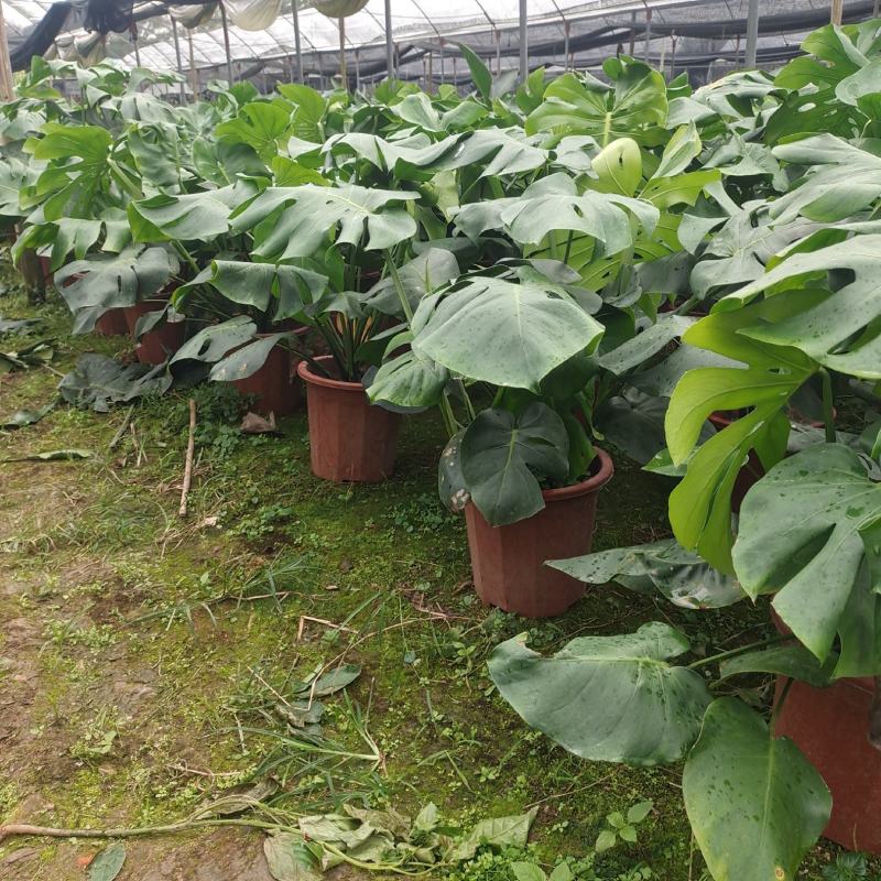 产地广东龟背竹，基地直发