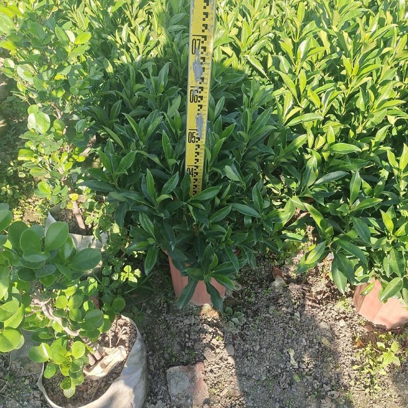 非洲茉莉球形大量出售工程货源
