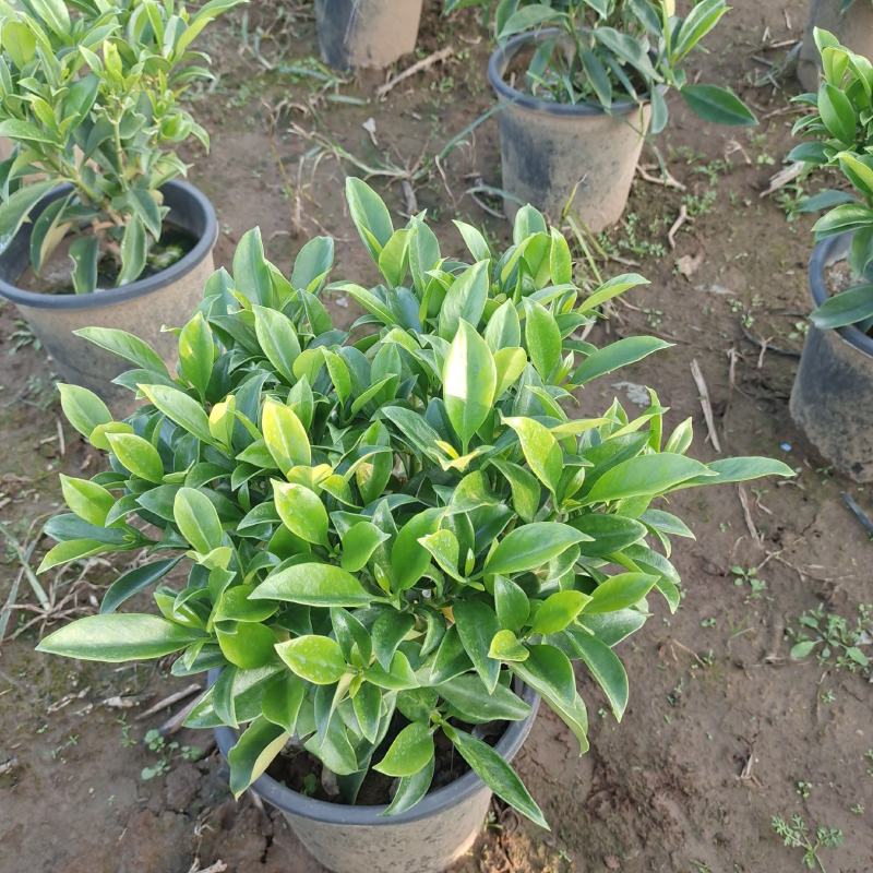 非洲茉莉球形大量出售工程货源