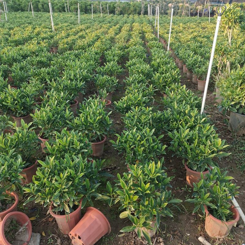 非洲茉莉球形大量出售工程货源