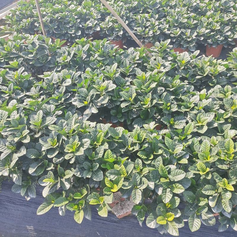 栀子花，大量出售工程货