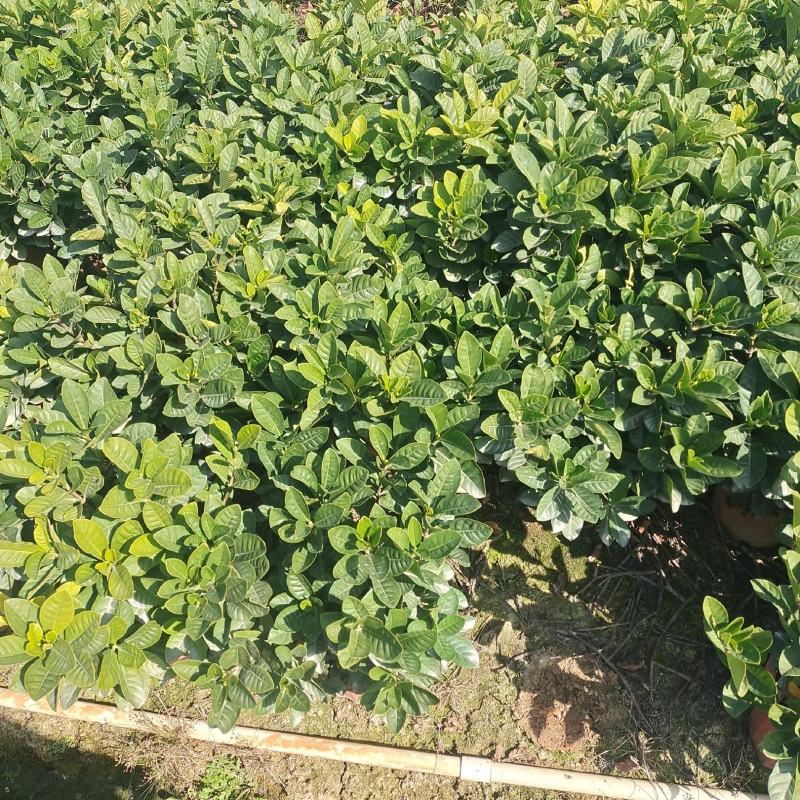 栀子花，大量出售工程货