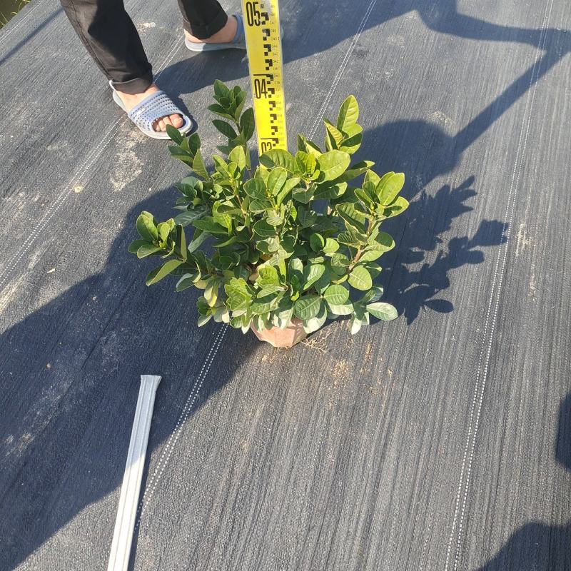 栀子花，大量出售工程货