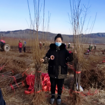 李子苗，占地李子苗，结果苗，品种齐全，大苗小苗，基地直发