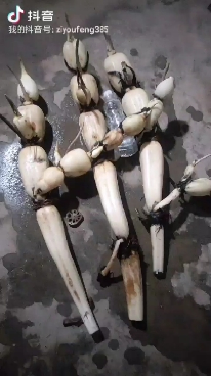 黄河口优质莲藕
