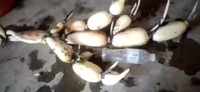 黄河口优质莲藕
