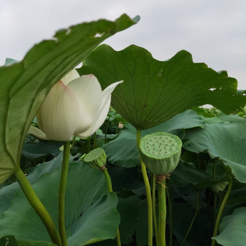 黄河口优质莲藕