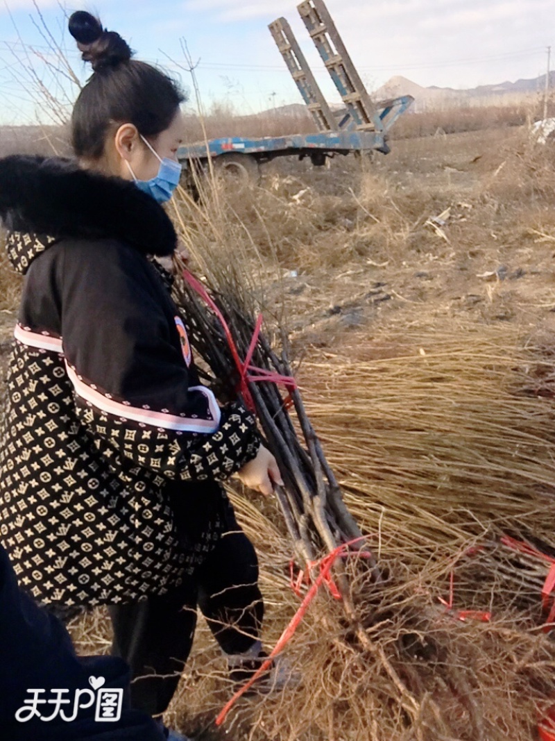 李子苗，占地李子苗，结果苗，品种齐全，大苗小苗，基地直发