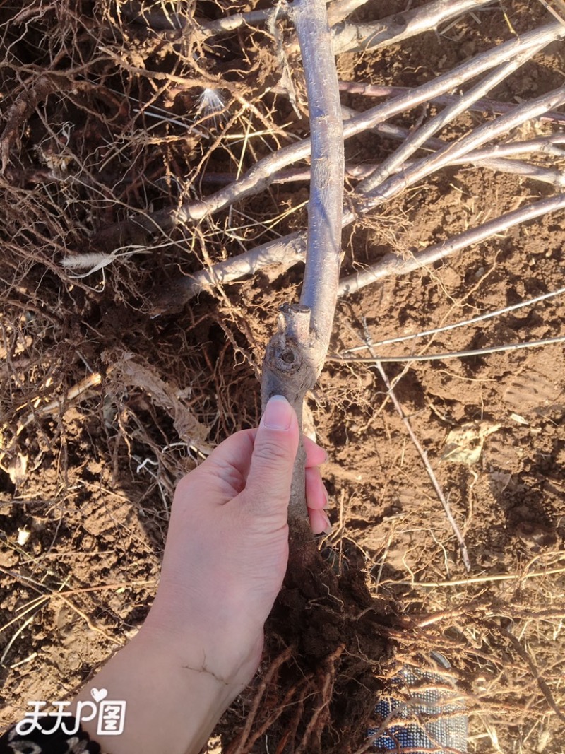 李子苗，占地李子苗，结果苗，品种齐全，大苗小苗，基地直发