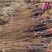 李子苗，占地李子苗，结果苗，品种齐全，大苗小苗，基地直发