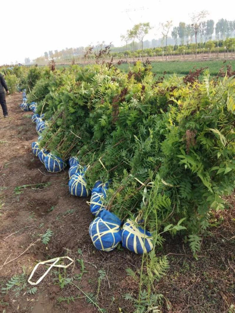大量低价出售，高60-1.2米，珍珠梅，大堆珍珠梅