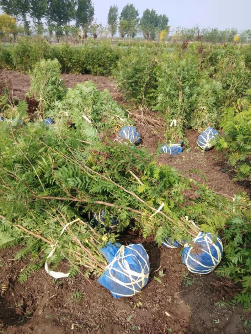 大量低价出售，高60-1.2米，珍珠梅，大堆珍珠梅