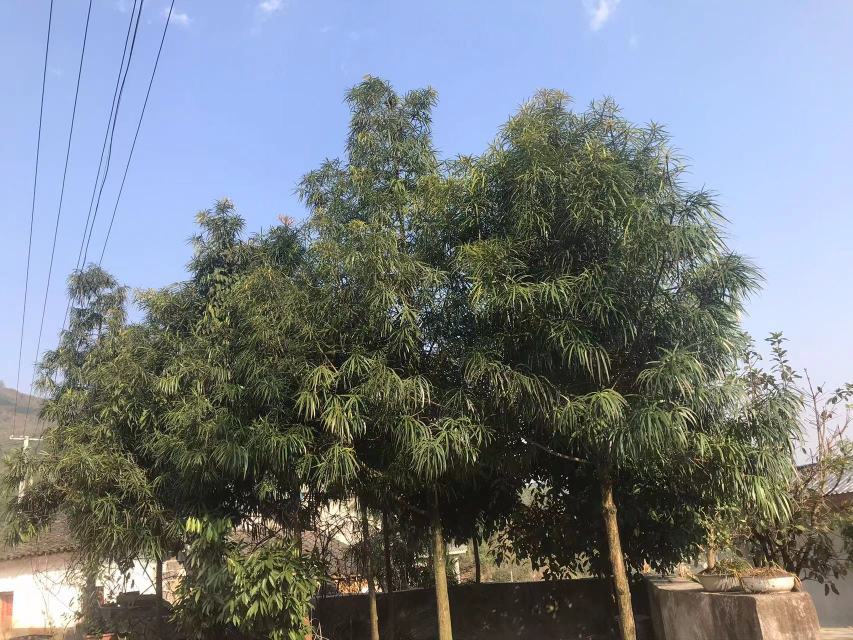 罗汉松植株整体形态图