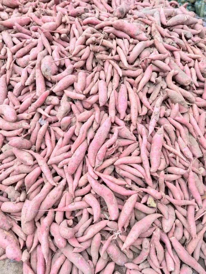 【产地直销】大量出售龙薯九小块，大头！精品