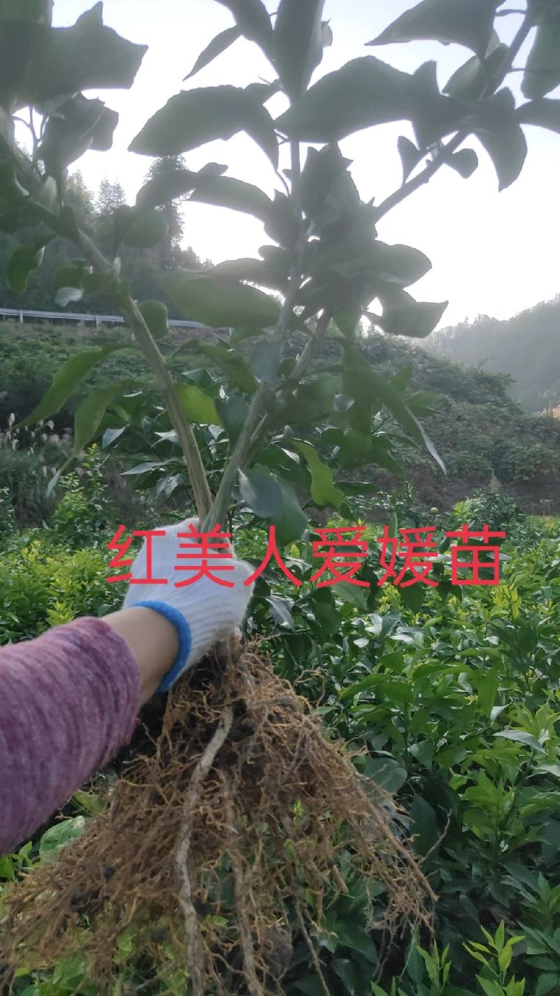 红美人爱媛苗
