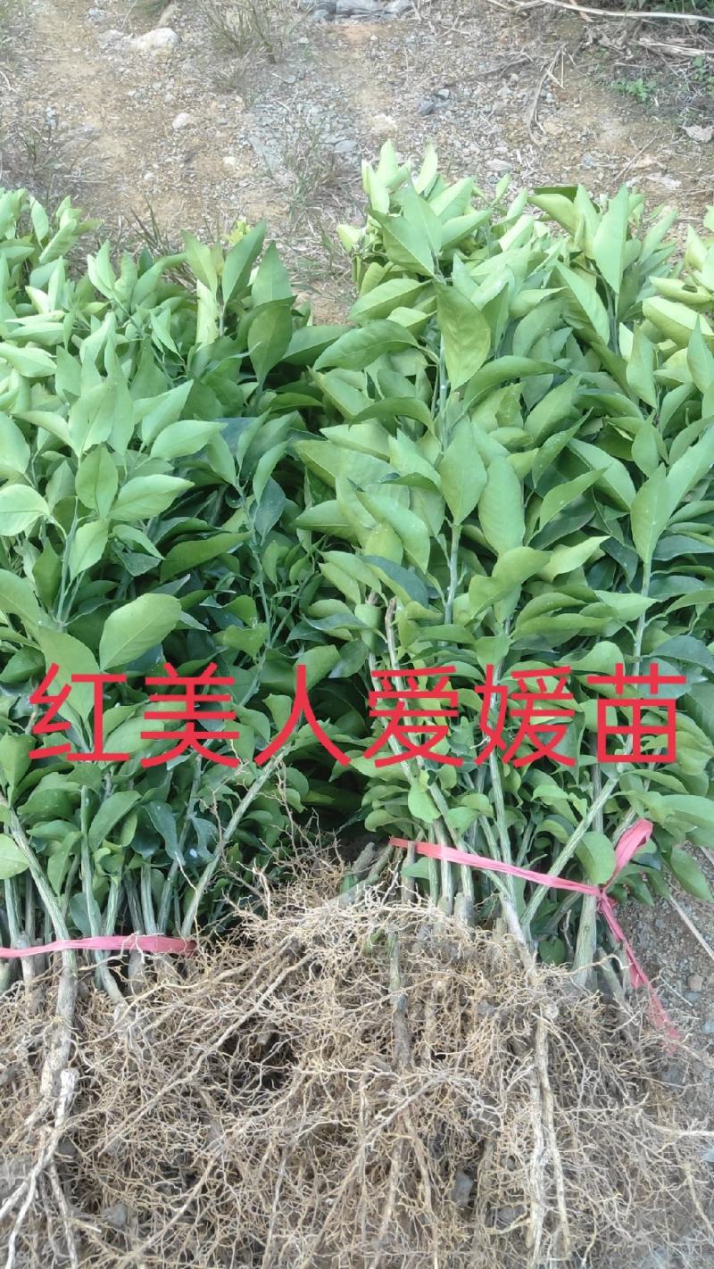 红美人爱媛苗