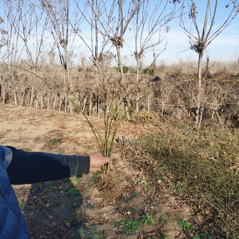 连翘江苏宿迁沭阳无中间商有需要的新老客户联系我