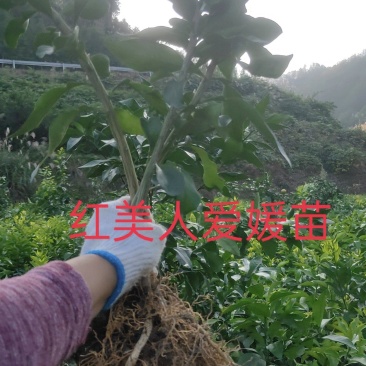 红美人爱媛苗
