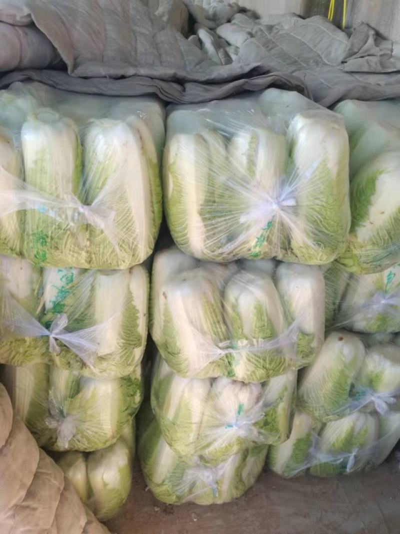 北京新三号大白菜，大量上市中，全国发货，品质保证产地直发