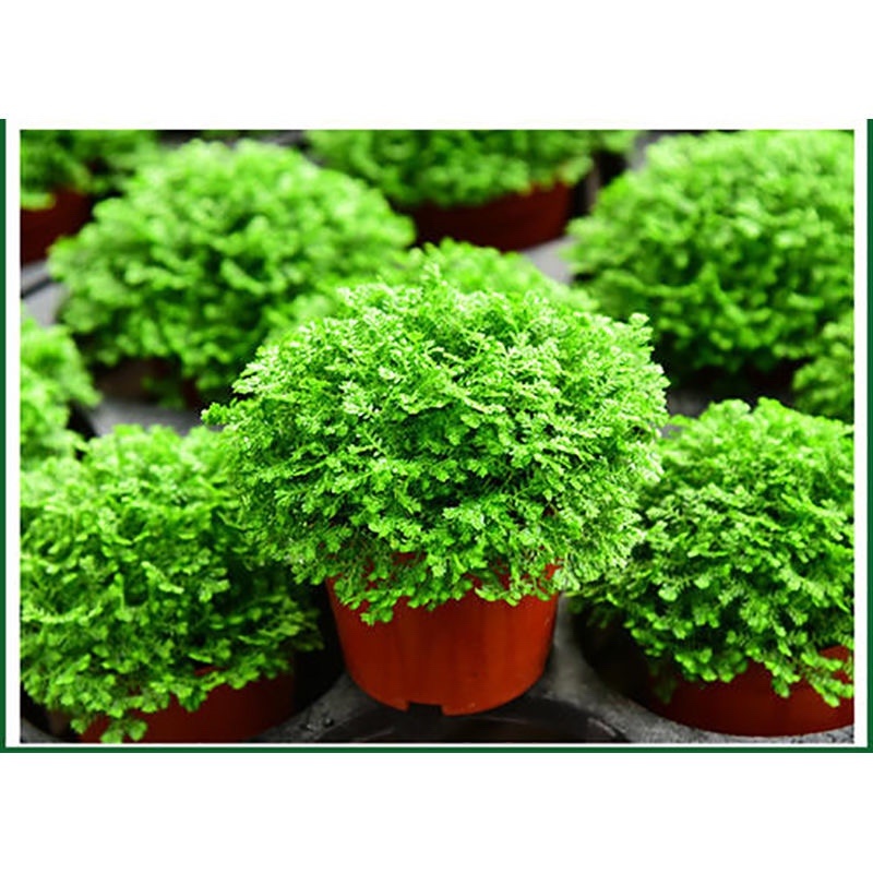 绿地球长绿蕨类植物基地发货，需要老板联系