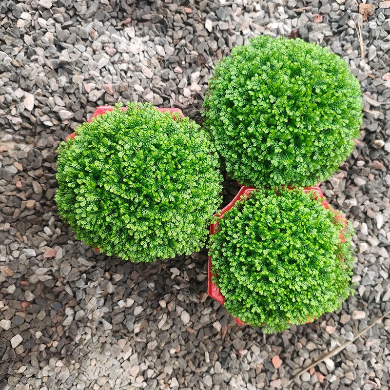 绿地球长绿蕨类植物基地发货，需要老板联系