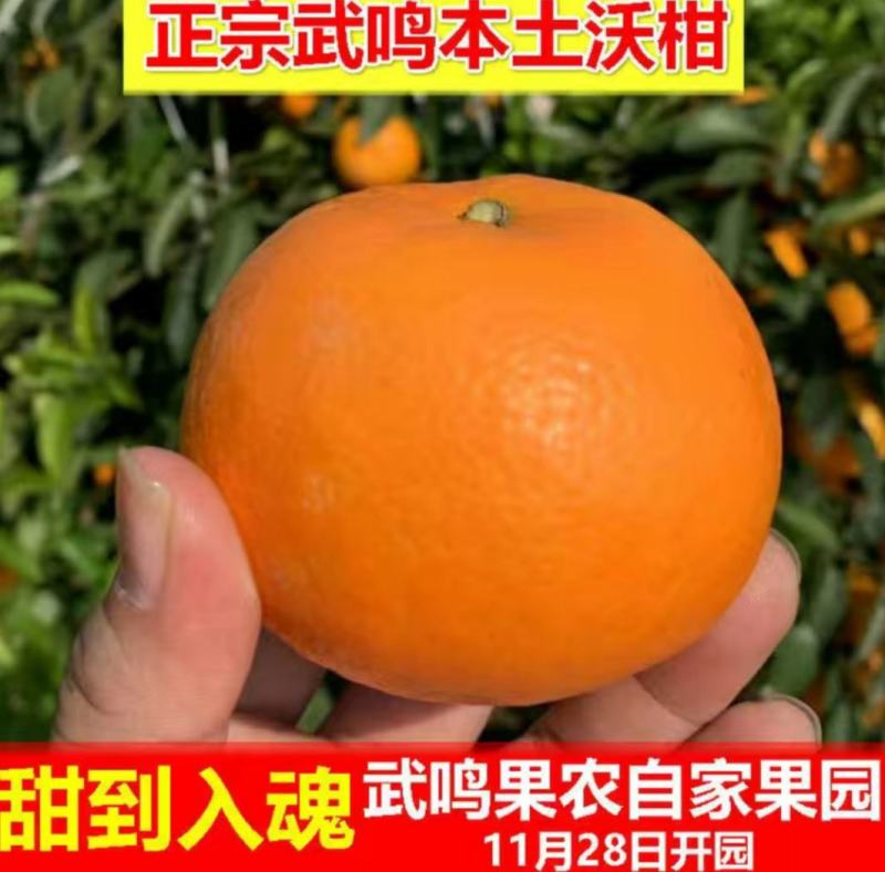 【精品果】包邮广西武鸣沃柑，产地直发，团购公司送礼电商