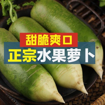 山东肥城水果萝卜大量上市产地直销，商超批发市场等大量供货
